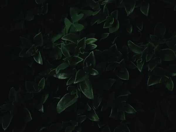 img of Executive mentorship programs in Canada: ranked and compared